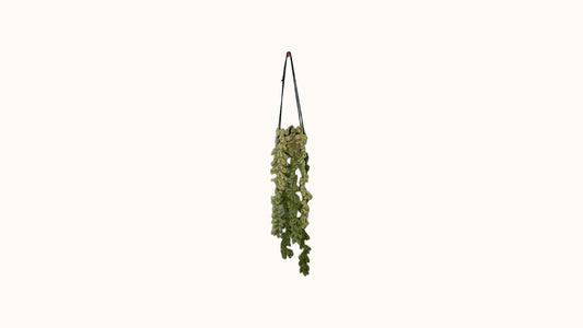 Hanging Plant